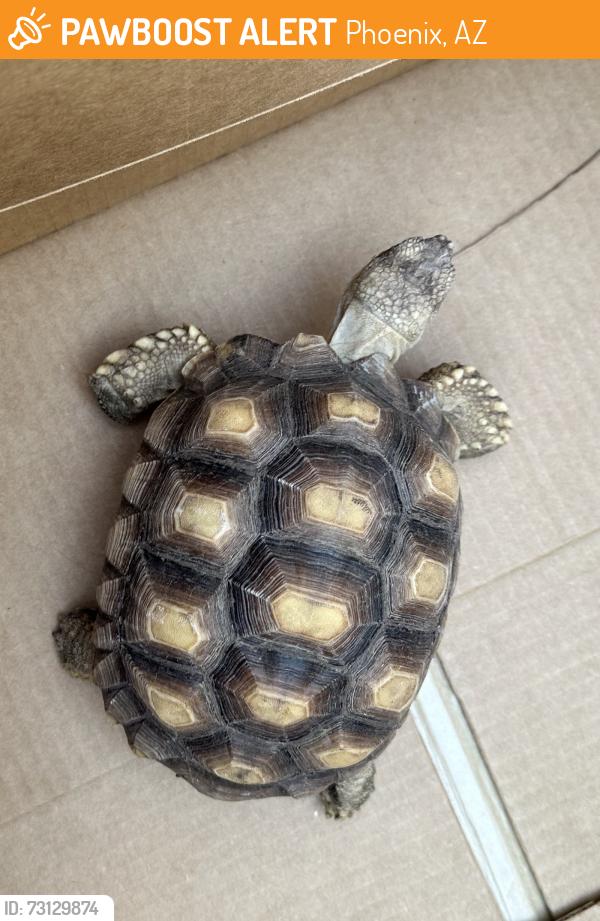 Found/Stray Unknown Reptile last seen 44th place & Roeser. Phoenix, AZ, Phoenix, AZ 85040