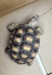 Found/Stray Unknown Reptile last seen 44th place & Roeser. Phoenix, AZ, Phoenix, AZ 85040