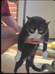 Reunited Unknown Cat last seen 6th and reed, Philadelphia, PA 19147