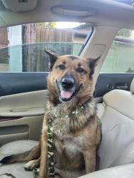 Reunited Female Dog last seen Chestnut and 15th, Long Beach, CA 90813