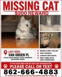 Reunited Male Cat last seen Near Van Orden Pl, Clifton, NJ 07011, USA, Clifton, NJ 07011