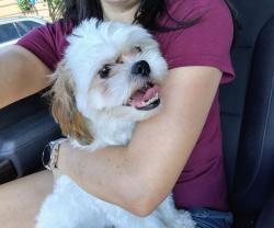 Found/Stray Male Dog last seen Carmel and San Pedro NE, Albuquerque, NM 87113