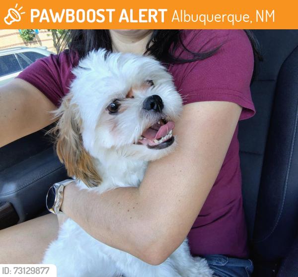 Found/Stray Male Dog last seen Carmel and San Pedro NE, Albuquerque, NM 87113