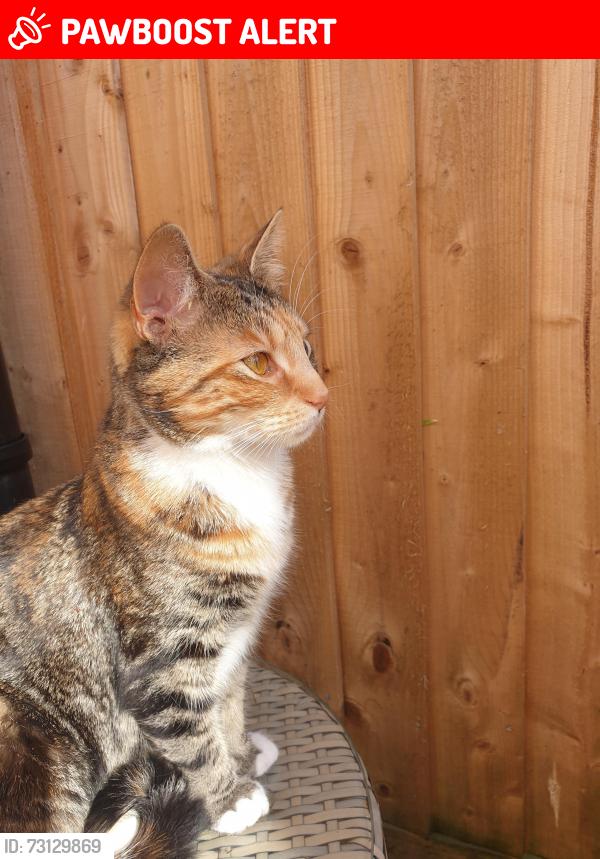 Lost Female Cat last seen Birchwood Crescent, Balsall Heath, England B12 8BN