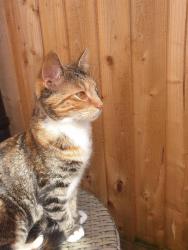 Lost Female Cat last seen Birchwood Crescent, Balsall Heath, England B12 8BN