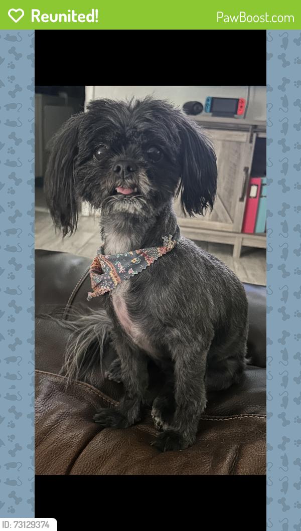 Reunited Female Dog last seen Englewood and Springdale, Odessa, TX 79762
