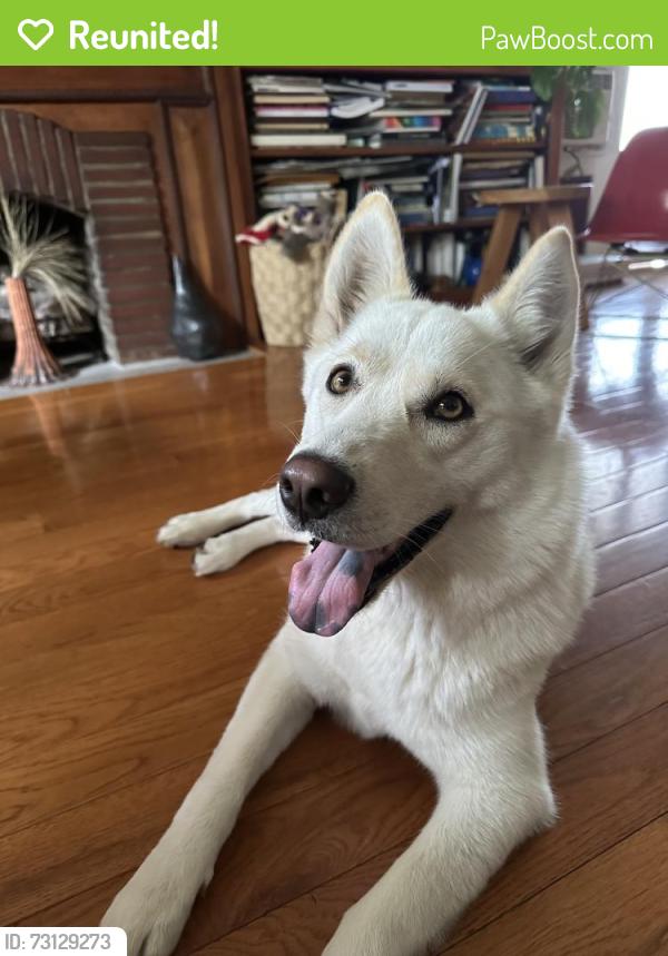 Reunited Female Dog last seen Avoca and Oak Grove Drive, Los Angeles, CA 90041