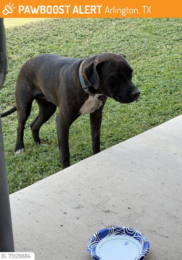 Found/Stray Male Dog last seen near Sienna Dr. Arlington Tx, Arlington, TX 76002