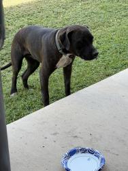 Found/Stray Male Dog last seen near Sienna Dr. Arlington Tx, Arlington, TX 76002