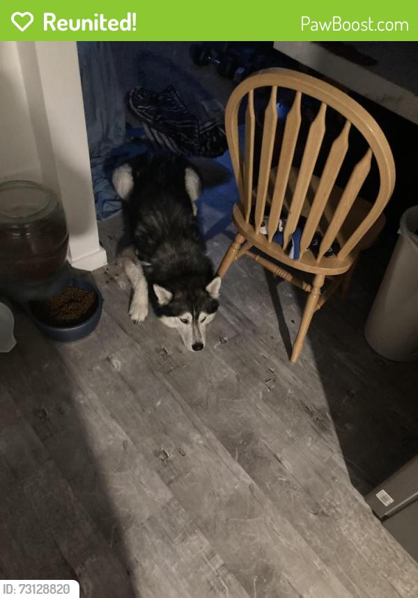 Reunited Male Dog last seen Londonderry mall, Edmonton, AB 