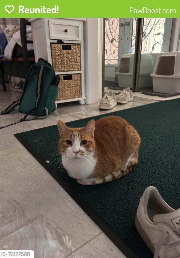 Reunited Male Cat last seen Armstrong Park, Markham, ON L3P 3Y3