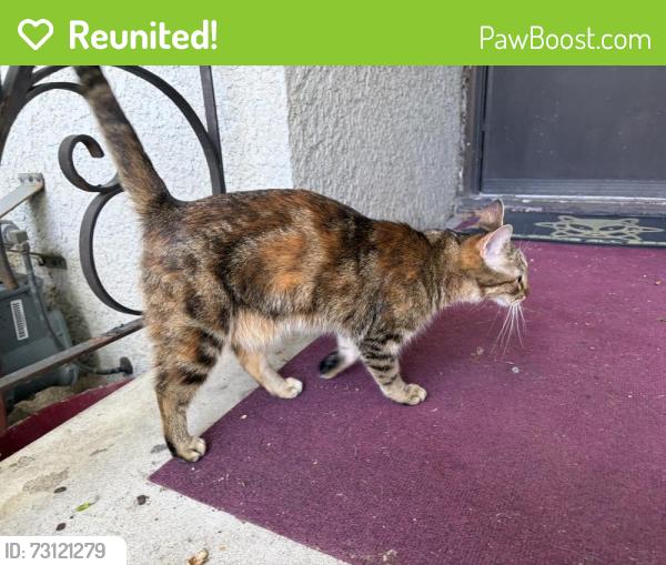 Reunited Unknown Cat last seen 3rd St E & Van Dyke, Saint Paul, MN 55119