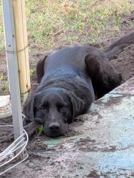 Reunited Male Dog last seen Seminole Blvd & Walshingham, Largo, FL 33778