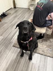 Lost Male Dog last seen Catron Blvd and E minnesota st intersection, Rapid City, SD 57703