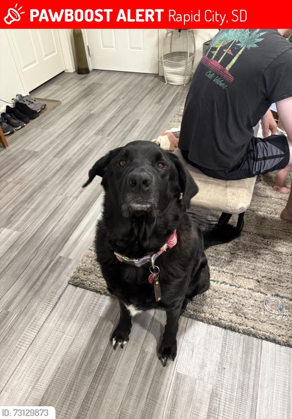 Lost Male Dog last seen Catron Blvd and E minnesota st intersection, Rapid City, SD 57703