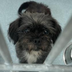 Shelter Stray Female Dog last seen , 12910 Yukon Ave, Hawthorne, CA 90250, USA