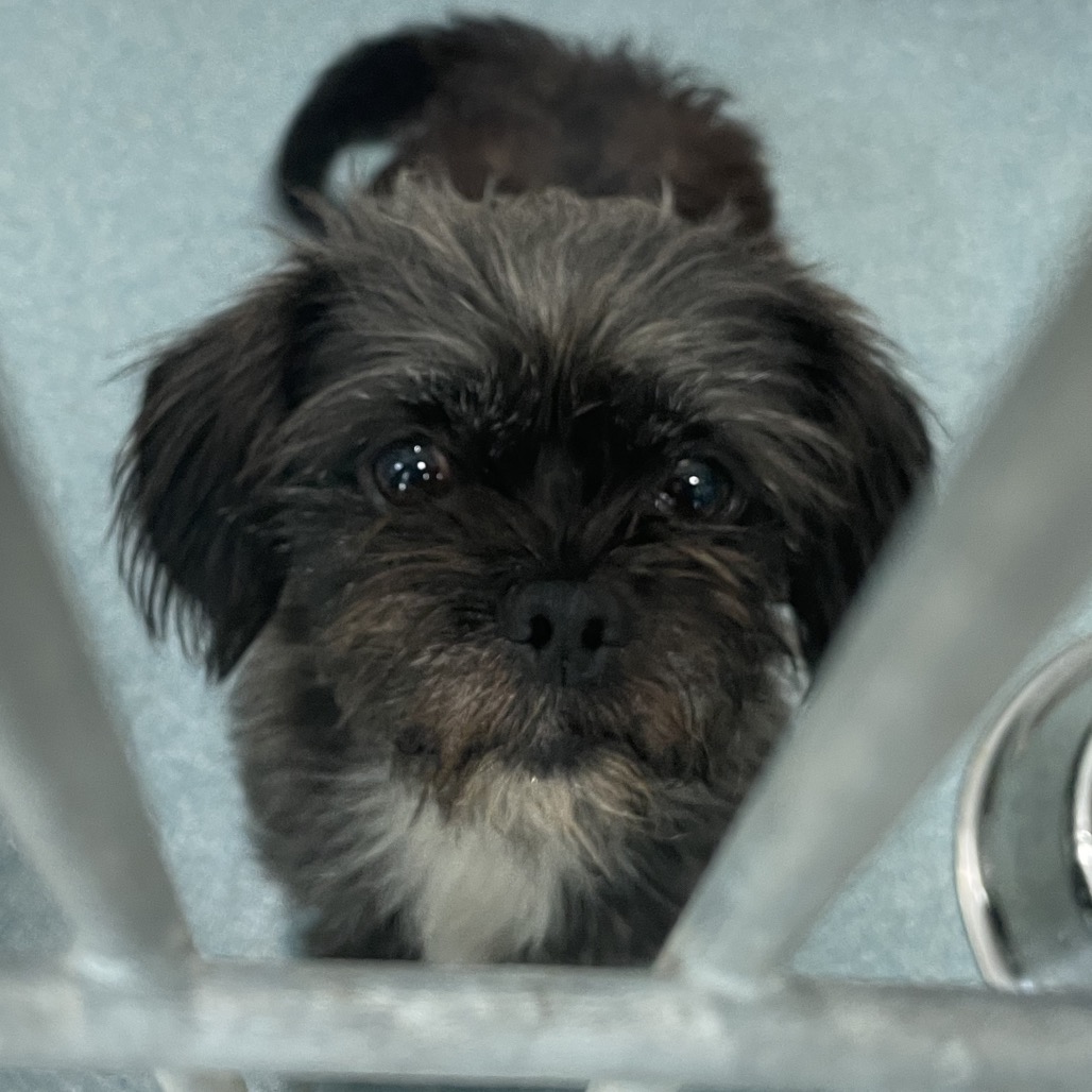 Shelter Stray Female Dog last seen , 12910 Yukon Ave, Hawthorne, CA 90250, USA