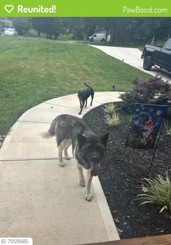 Reunited Male Dog last seen colonial circle trinity, Trinity, NC 27360
