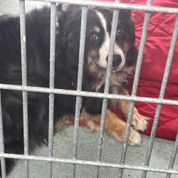 Shelter Stray Unknown Dog last seen , 12910 Yukon Ave, Hawthorne, CA 90250, USA