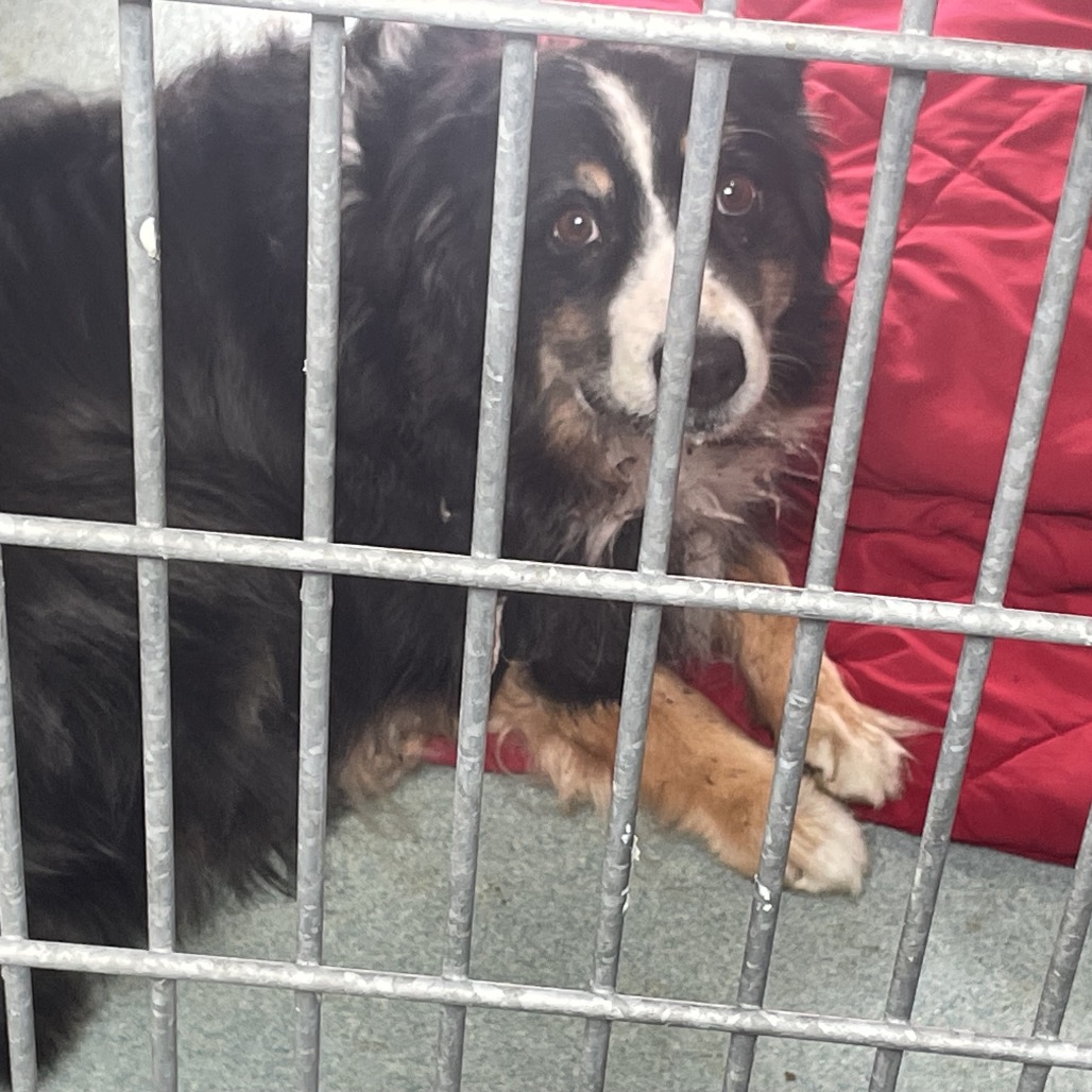 Shelter Stray Unknown Dog last seen , 12910 Yukon Ave, Hawthorne, CA 90250, USA