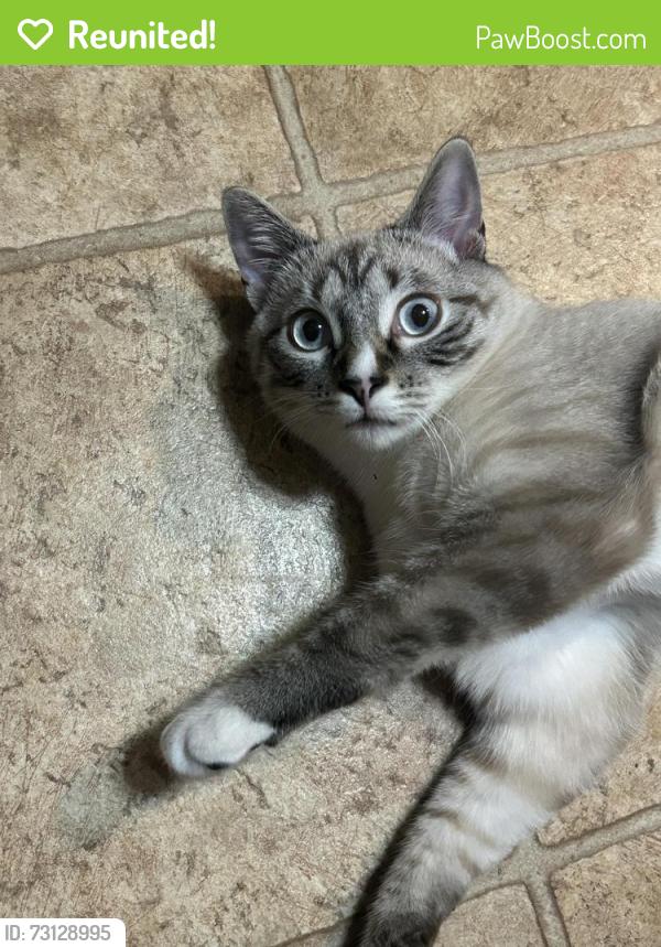 Reunited Male Cat last seen Near Shannon Hill rd near Yanceyville rd, Louisa, VA 23093