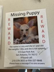 Lost Female Dog last seen Near east park avenue, San Antonio, TX 78212