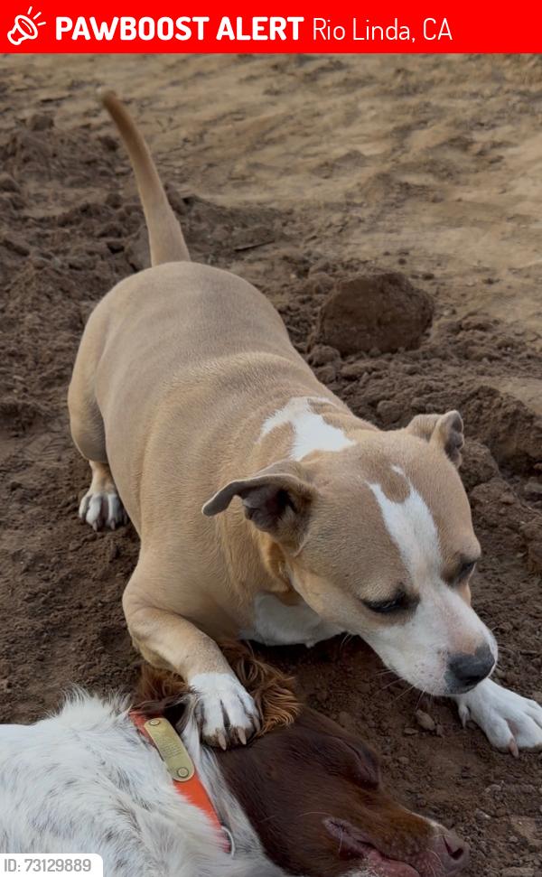 Lost Female Dog last seen 24th and i, Rio Linda, CA 95673