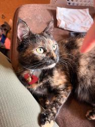 Lost Female Cat last seen Near Marie Way #10 Plymouth, NH 03261, Plymouth, NH 03264