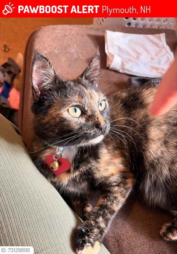 Lost Female Cat last seen Near Marie Way #10 Plymouth, NH 03261, Plymouth, NH 03264
