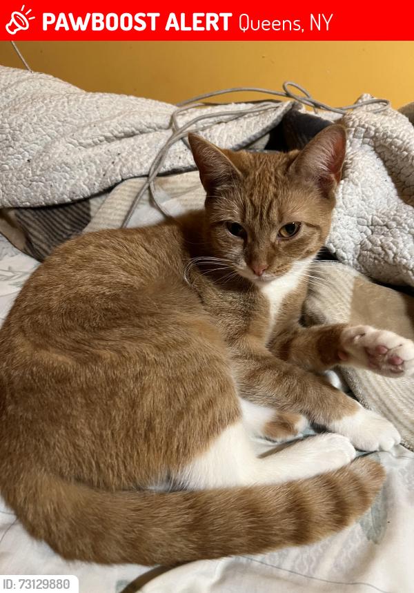 Lost Female Cat last seen Jamaica Ave, Queens, NY 11433