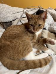 Lost Female Cat last seen Jamaica Ave, Queens, NY 11433