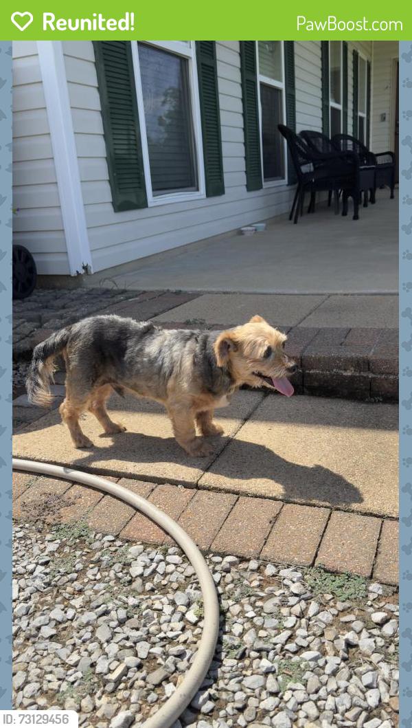 Reunited Male Dog last seen Allen dr Loranger, Loranger, LA 70446