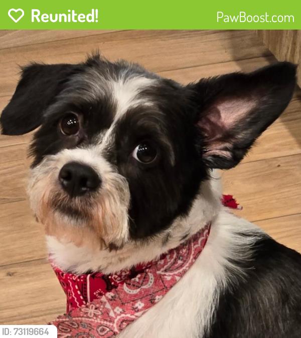 Reunited Male Dog last seen Elgin and Tiers Dr, Port Richey, FL 34668