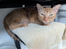 Reunited Male Cat last seen Near Cambrai Wood Lane, Katy 77493, Katy, TX 77493