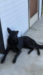 Reunited Male Dog last seen 6th st and San Antonio, Ontario, CA 91762