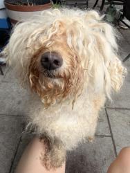 Found/Stray Unknown Dog last seen Kavanaugh Blvd and R Street, Little Rock, AR 72207