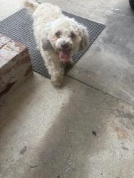 Reunited Male Dog last seen W Vandalia rd, Greensboro, NC 27406