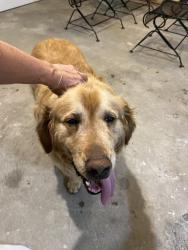 Reunited Male Dog last seen Near Shawnee Dr, Huntington, WV, Huntington, WV 25705