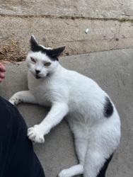Lost Unknown Cat last seen Greatwood knoll neighborhood, Sugar Land, TX 77479