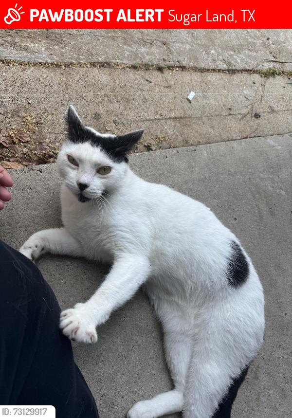 Lost Unknown Cat last seen Greatwood knoll neighborhood, Sugar Land, TX 77479