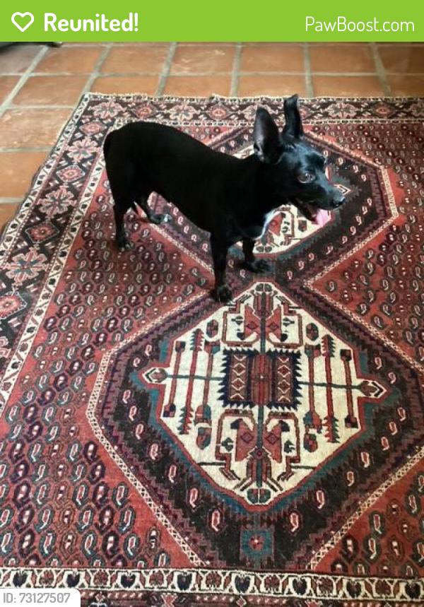 Reunited Female Dog last seen Oracle and las Lomitas, Tucson, AZ 85704