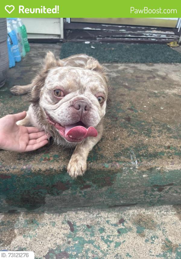Reunited Male Dog last seen Kilburn Ave, Rockford, IL 61103