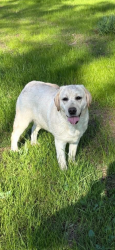 Reunited Female Dog last seen Plumas dr Oroville California, Oroville, CA 95966