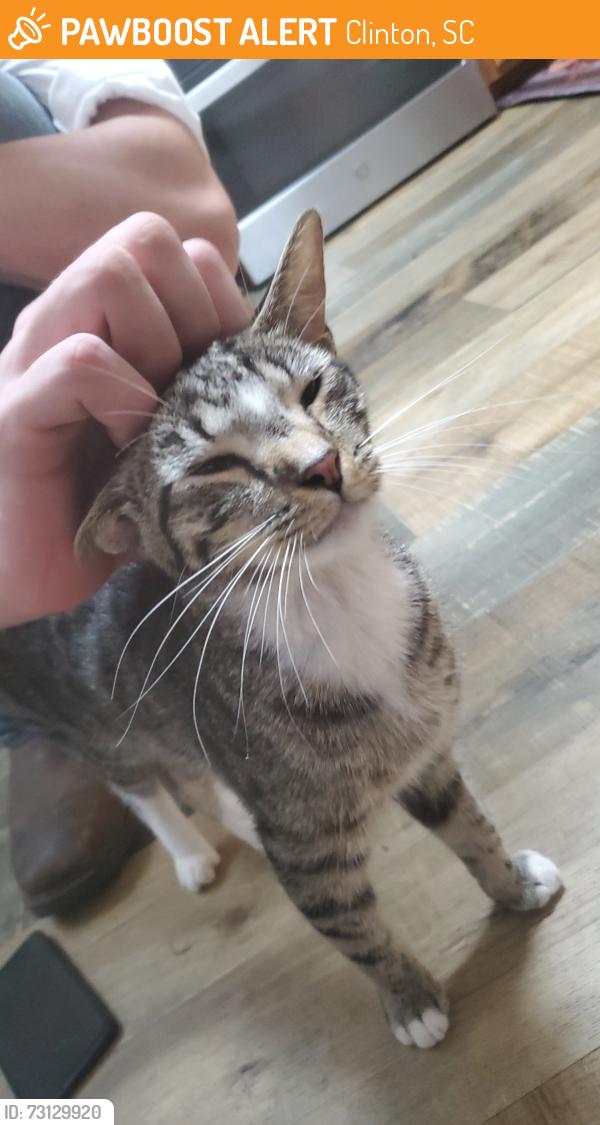 Found/Stray Female Cat last seen Near Stratford Place, Clinton, SC 29325