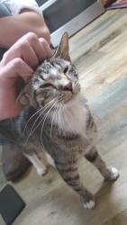 Found/Stray Female Cat last seen Near Stratford Place, Clinton, SC 29325