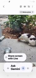 Found/Stray Female Cat last seen The Farm, Myrtle Beach, SC 29579