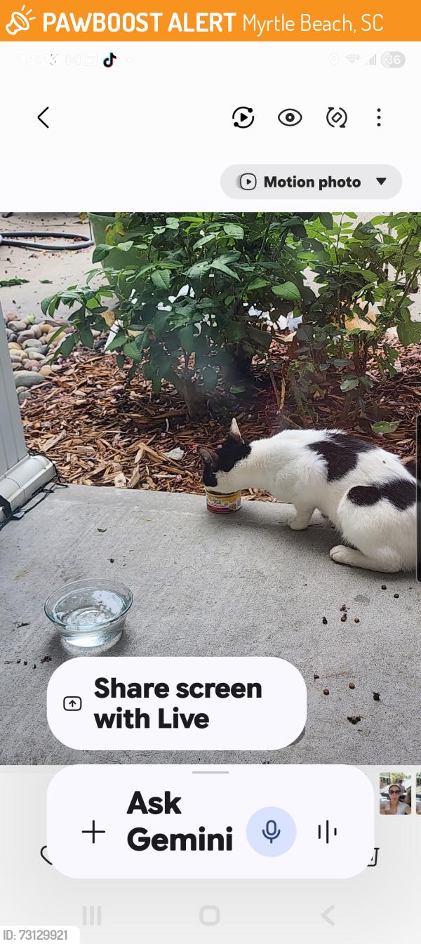 Found/Stray Female Cat last seen The Farm, Myrtle Beach, SC 29579