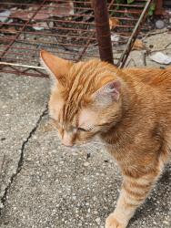 Found/Stray Male Cat last seen Alley between 10th st NW and New Hampshire NW, Washington, DC 20001