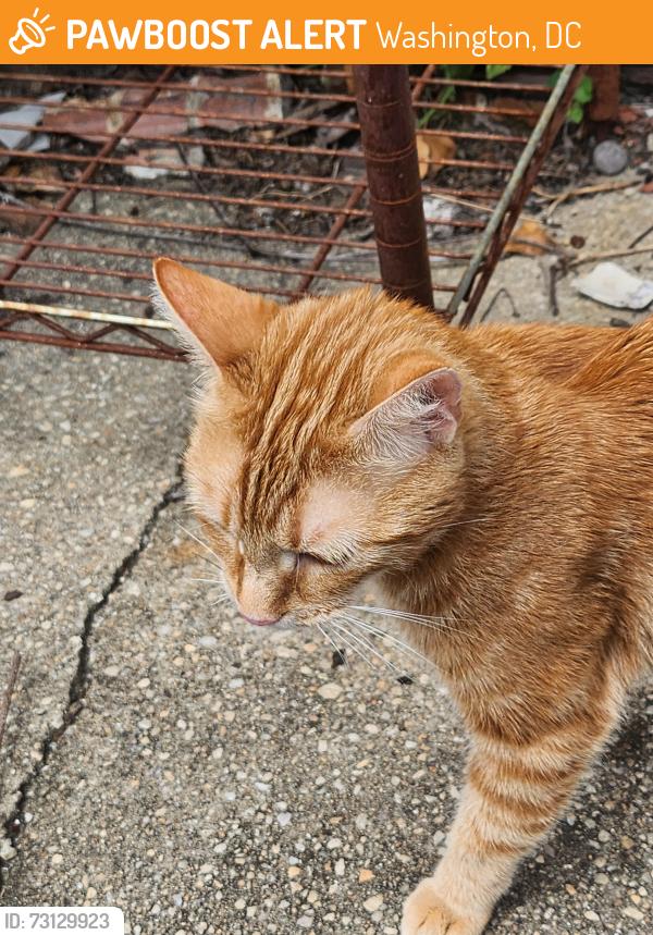 Found/Stray Male Cat last seen Alley between 10th st NW and New Hampshire NW, Washington, DC 20001