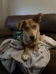 Lost Female Dog last seen Church Street, Flannery Avenue and a maple street / mansion/ corlies, Poughkeepsie, NY 12601